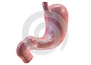 Stomach