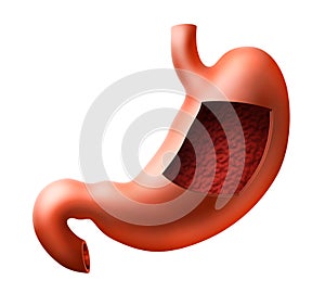 Stomach