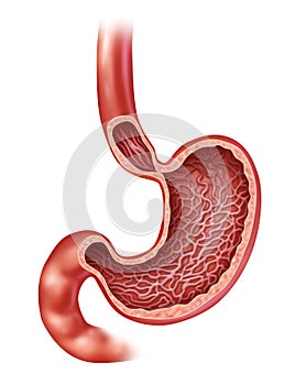 Stomach Anatomy photo