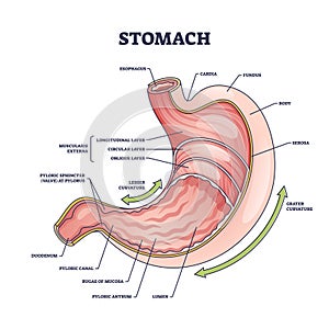 Stomach anatomy or digestive organ detailed inner structure outline diagram photo