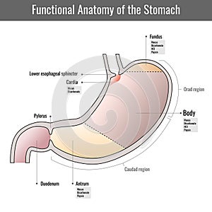 Stomach anatomy of the human internal digestive organ