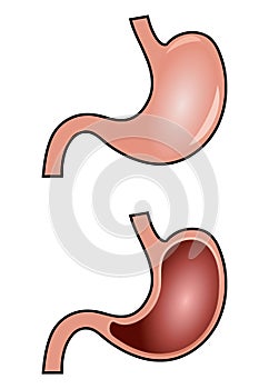 Stomach anatomy vector photo