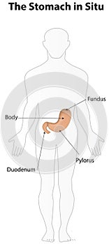 Stomach Belly Tummy in Situ with Labels