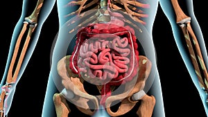 Stomach and bowel on xray human body