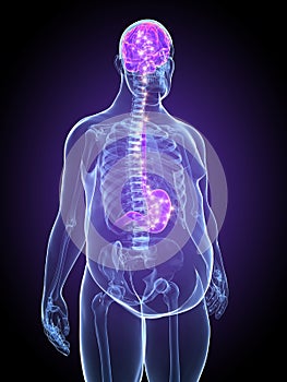 Stomach brain connection