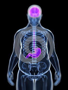 Stomach-brain connection