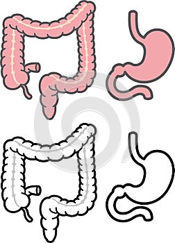 Stomach and colon