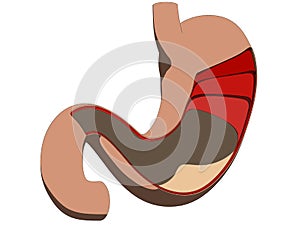 Stomach cross section photo