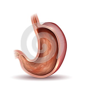 Stomach cross section photo