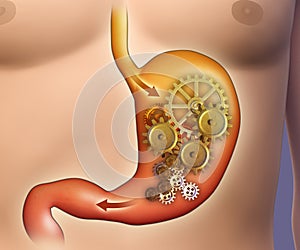 Stomach digestion photo