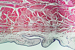 Stomach dog- biology abstract