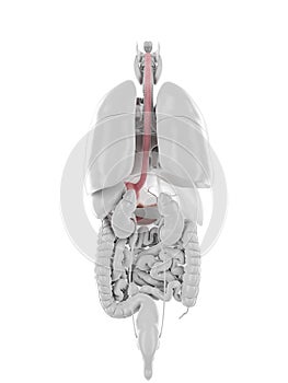 The stomach and esophagus