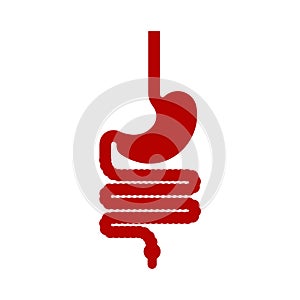 Stomach and esophagus and rectum Human anatomy. Gastrointestinal