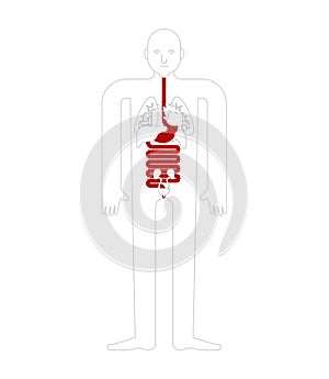 Stomach and esophagus and rectum Human anatomy. Gastrointestinal