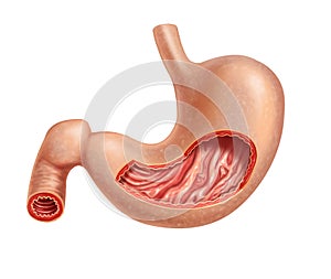 Stomach human, cross section.