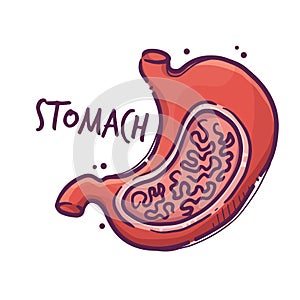 Stomach. Humans and animals internal organs. Medical theme for posters, leaflets, books, stickers. Human organ anatomy