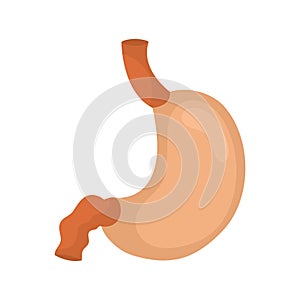 Stomach icon. Human internal organs symbol. Digestive system anatomy. Vector illustration in flat style isolated on white