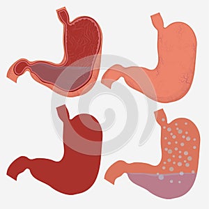 Stomach Image vector