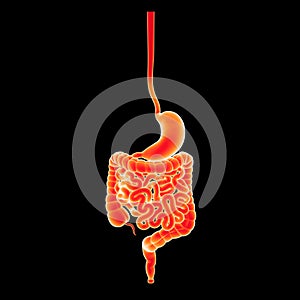 Stomach and intestine anterior view