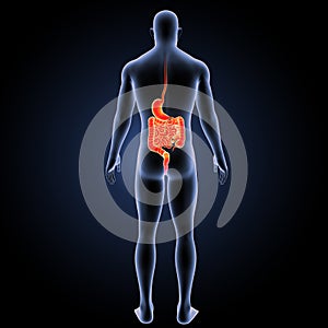 Stomach and intestine with body posterior view