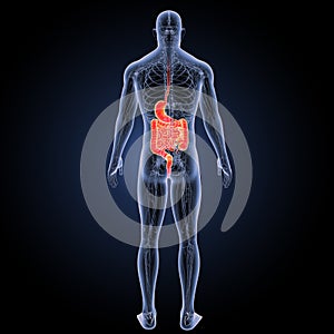 Stomach and intestine with circulatory system posterior view