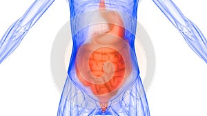 Stomach and Intestine a Part of Human Digestive System Anatomy X-ray 3D rendering