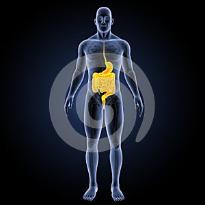 Stomach and intestine with skeleton anterior view