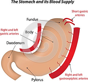 The Stomach and its Blood Supply