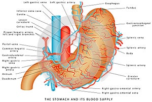 The Stomach and its Blood Supply photo