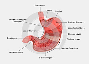 Stomach layers labelled