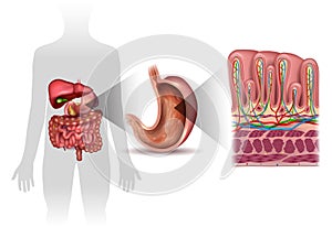 Stomach lining anatomy photo