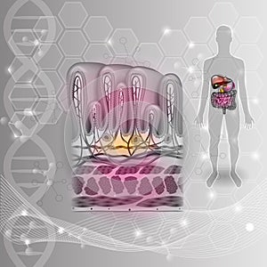 Stomach lining DNA background