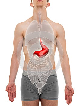 Stomach Male - Internal Organs Anatomy - 3D illustration photo