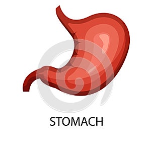 The stomach is a muscular organ located on the left side of the upper abdomen. The stomach receives food from the esophagus