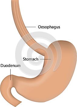 The Stomach and Oesophagus