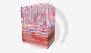 The stomach is an organ between the esophagus and the small inte