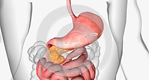 The stomach is an organ between the esophagus and the small intestine