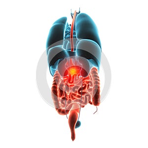 Stomach organ pain illustration