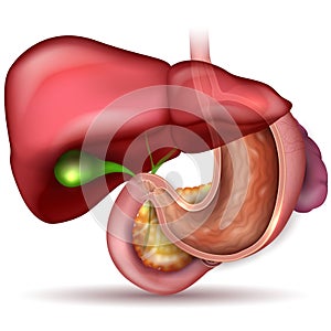 Stomach and other internal organs