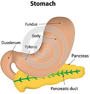 Stomach and Pancreas Labeled Diagram
