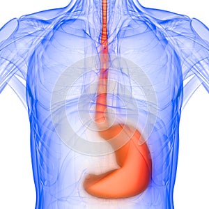 Stomach a Part of Human Digestive System Anatomy X-ray 3D rendering