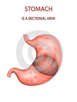 Stomach,sectional view