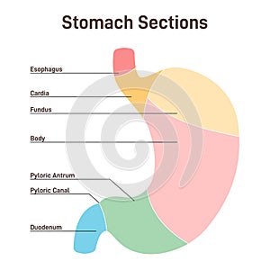 Stomach sections. The cardia, the fundus, the body, the antrum, photo