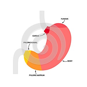 Stomach sections diagram