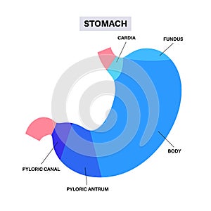 Stomach sections diagram photo