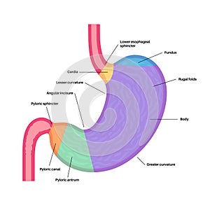 Stomach sections diagram photo