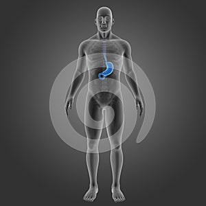 Stomach with Skeleton Lateral view