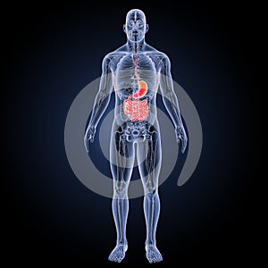 Stomach and small intestine with anatomy anterior view