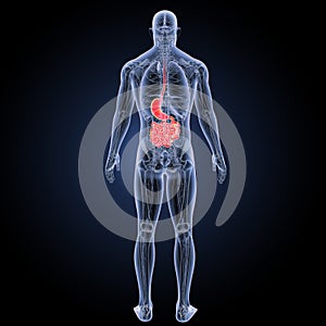 Stomach and small intestine with anatomy posterior view