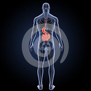 Stomach and small intestine with circulatory system posterior view